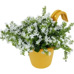 Bloempotten><noscript><img width=