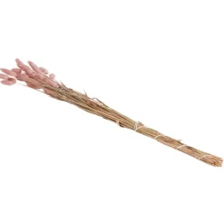 Zaaien & Planten><noscript><img width=