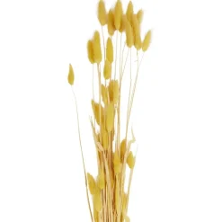 Zaaien & Planten><noscript><img width=