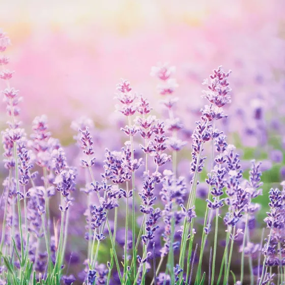 Tuindecoratie>Merk Garden Collection Tuindoek Print