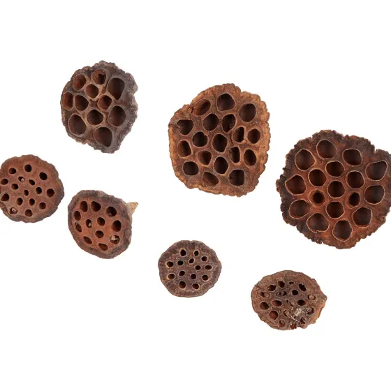 Kunstplanten & -Bloemen>Merk Home Accents Natural Droogmix
