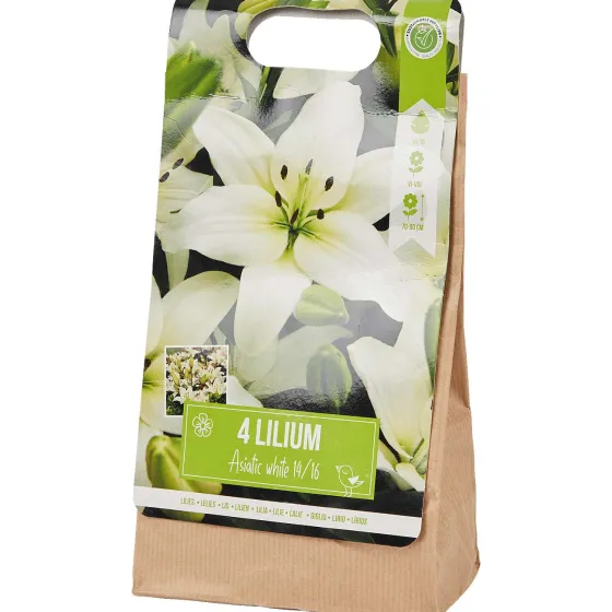 Zaaien & Planten>Green Boots Lelie Bloembollen Rood